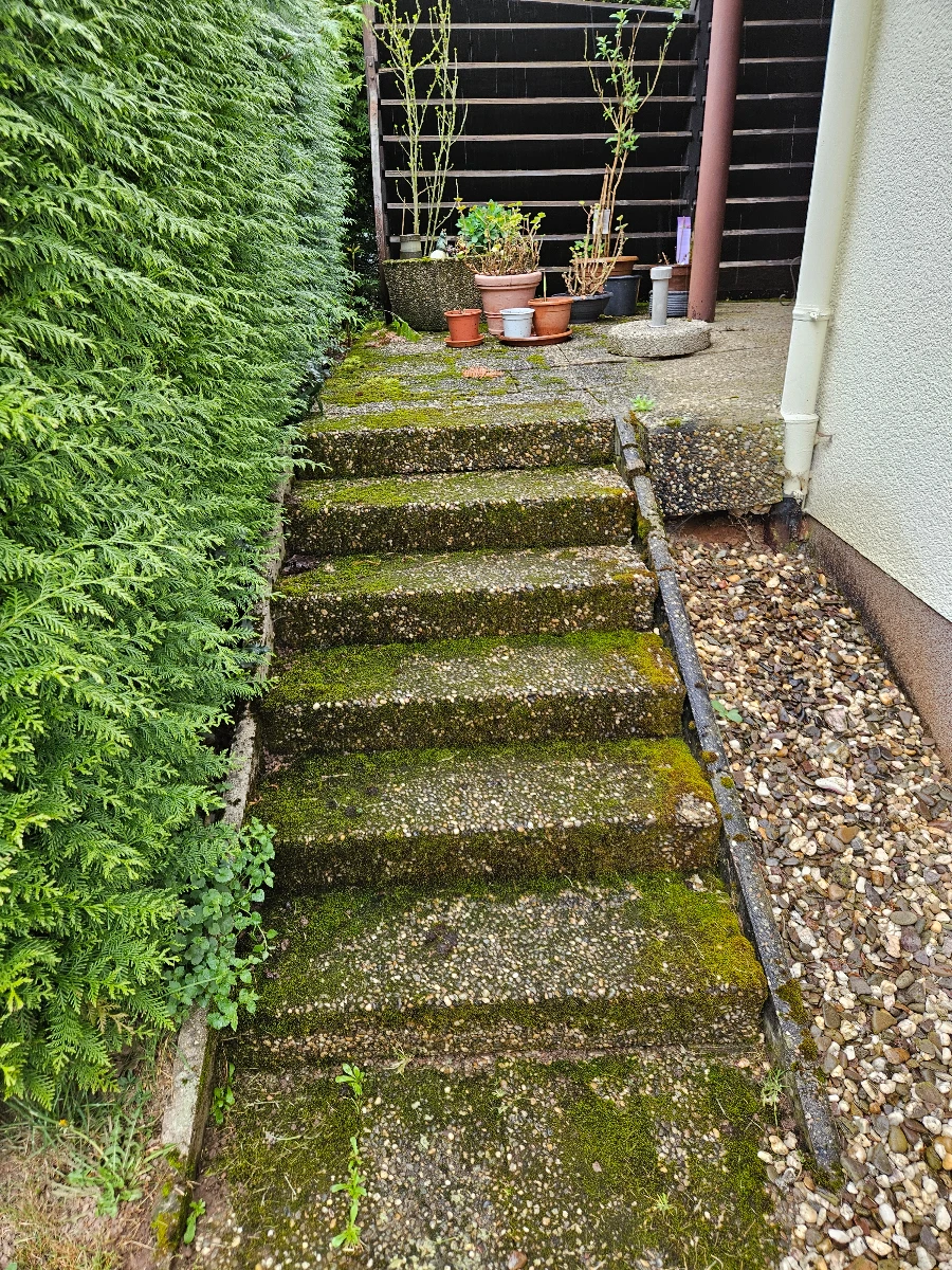 Betontreppe mit starkem Moosbewuchs und Topfpflanzen am Hauszugang vor Moos entfernen
