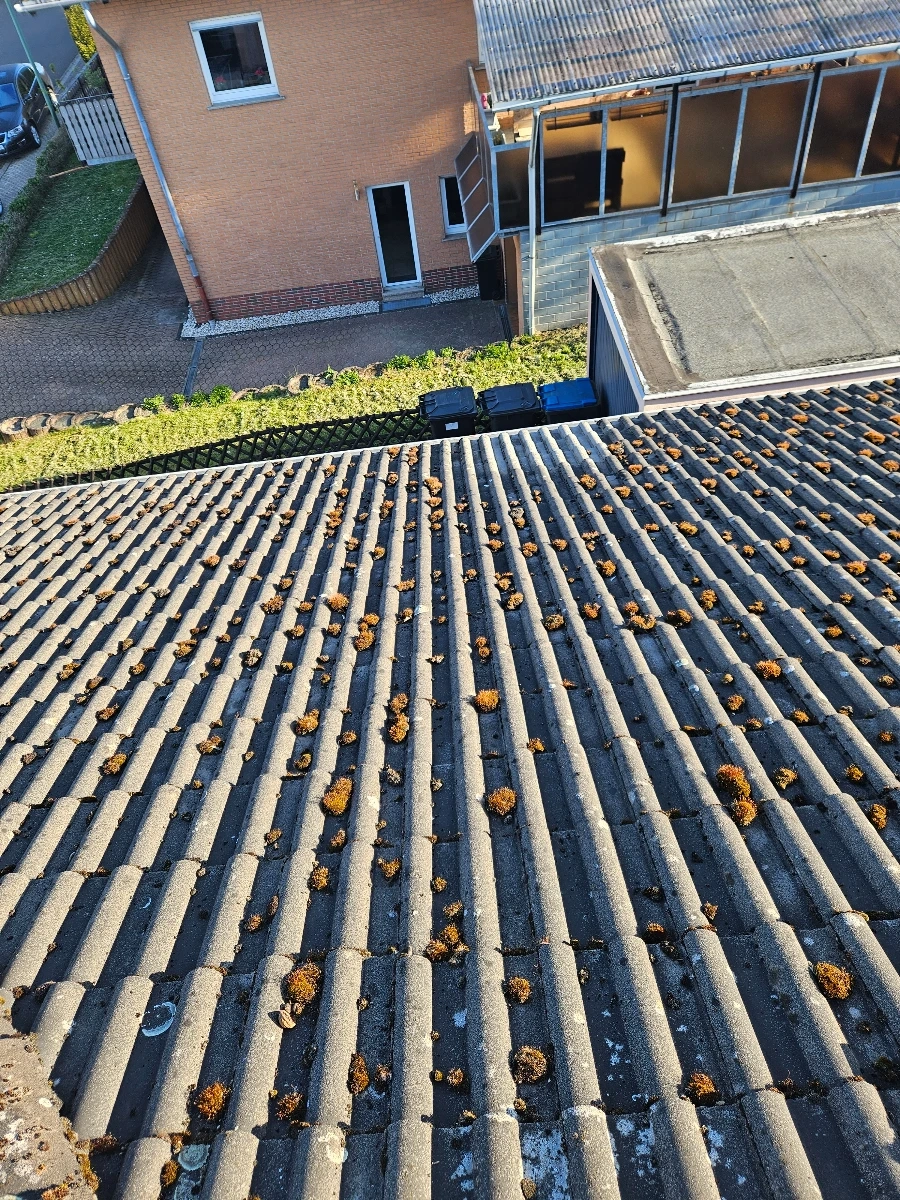 Wellblechdach mit zahlreichen Moosflecken – Service Moos entfernen