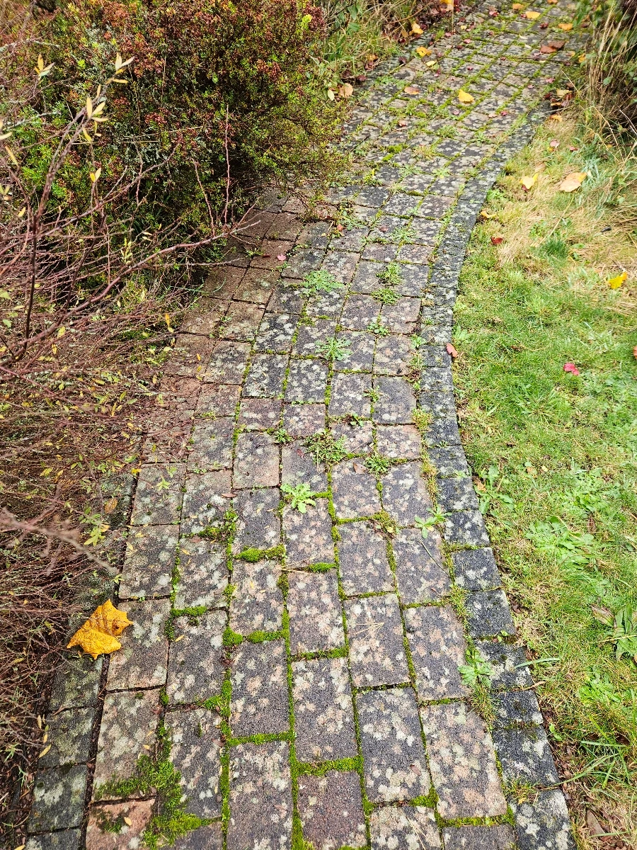 Moosbewachsener Pflasterweg in Garten vor Reinigung pflastersteine